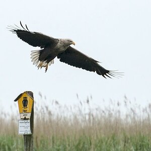 Seeadler