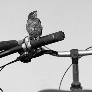 Amsel 11 06 2014 1048039