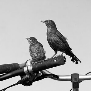 Amsel 11 06 2014 1048046
