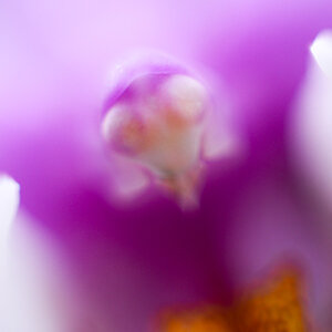 Orchideenpilot :-)