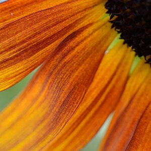 Sonnenblume