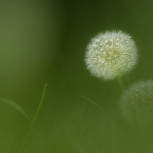 Pusteblume   KO3 0546 V2 2