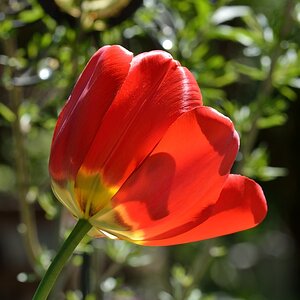 Tulpe