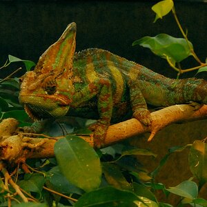 Leguan
