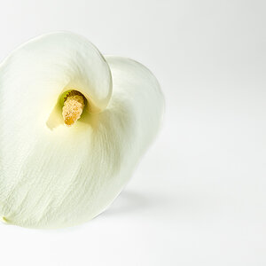Calla