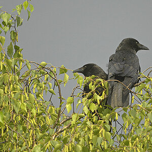 Rabenkrähen, MTO-11CA mit reduzierter Brennweite auf 700mm F7.1 (D2X9357Asx)