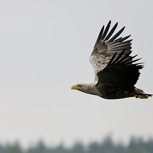Seeadler