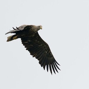 Seeadler