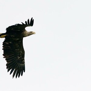 Seeadler