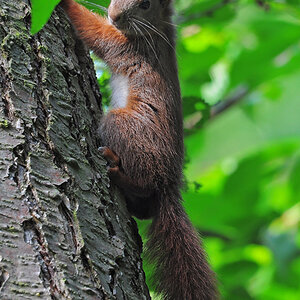 DSC 1189 Eichhörnchen 1000
