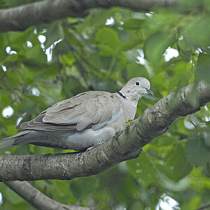 Türkentaube (Streptopelia decaocto) 
 Entfernung ca. 15m D2X9466sx
