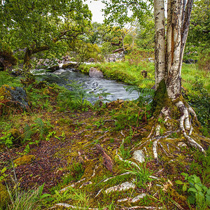 Killarney National Park - Birken an der Kirche unterhalb Ladies View