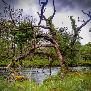 Killarney National Park - Tote Eiche