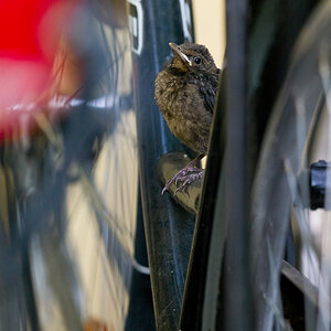Amsel 12 06 2014 1048107