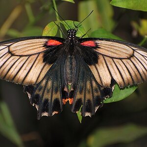 Schmetterelingsgarten G'macher 2007 (39)x