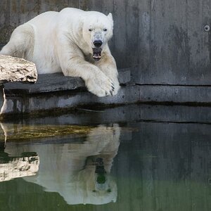 Eisbär
