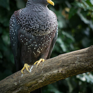 Vogel 2