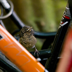 Amsel 12 06 2014 1048094