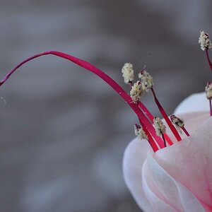 Fuchsie