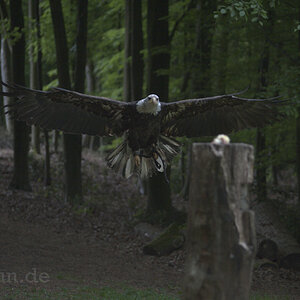 Falknerei Bergisch Land 589