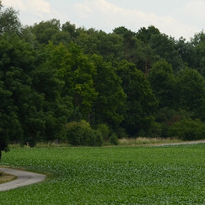 100%-Crop (Nokton 58/1.4 @ f/8)