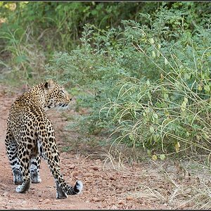 Sambia 0621