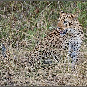 Sambia 0666