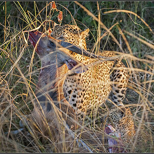 Sambia 0698