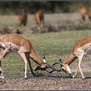 Sambia 0920