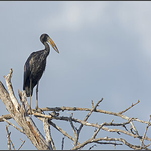 Sambia 0965