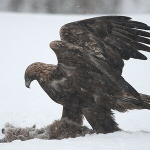 s651 Adler 7566  1