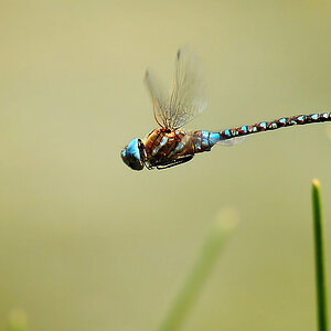 DSC 3807 Libelle 1000