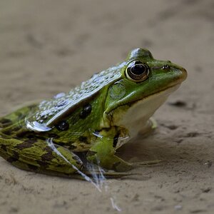 Wasserfrosch 062014