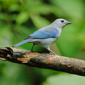Blautangare - Costa Rica
Bischofstangare, Blaugraue Tangare, Blautangare, Thraupis episcopus