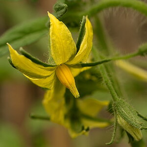 bestäubte Tomatenblüte