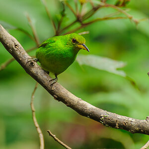 Kappennaschvogel - Costa Rica
Chlorophanes spiza, Green Honeycreeper, Tanagers Thraupidae, Tangare