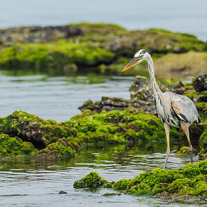 Grosser blauer Reiher - Galapagos, Ecuador
Ardea herodias, great blue heron