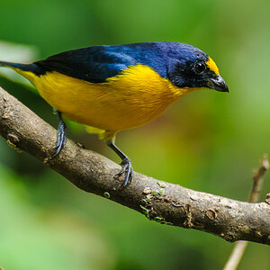 Schwalbenorganist - Costa Rica
Euphonia hirundinacea, Tanagers, Tangare, Thraupidae, Yellow-throated Euphonia