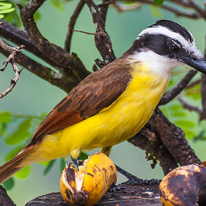 Schwefelmaskentyrann - Costa Rica

Great Kiskadee, Greater Kiskadee, Kiskadee Flycatcher, Pitangus sulphuratus, Tyrannidae, Tyrant-flycatchers