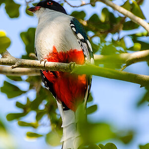 Tocororo - Kuba

Kubatrogon, Priotelus temnurus, Tocororo