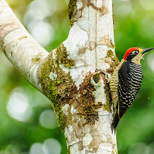 Schläfenfleckspecht - Costa Rica

Black-cheeked Woodpecker, Melanerpes pucherani, Picidae, Woodpeckers