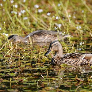 Ente