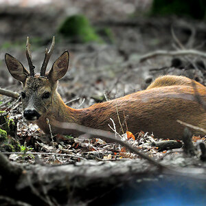DSC 2766 Rehbock 1000