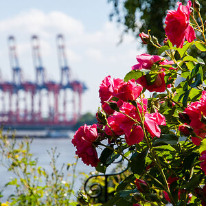 HH Bick zum Containerterminal