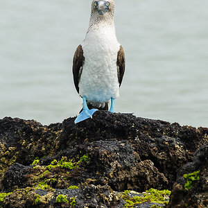 Blaufußtölpel - Galapagos, Ecuador

Sula nebouxii