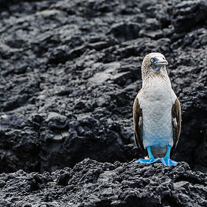 Blaufußtölpel - Galapagos, Ecuador

Sula nebouxii
