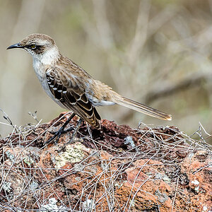 Galapagos Spottdrossel - Galapagos, Ecuador

Galapagos Mockingbird, Mimus parvulus