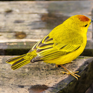 Goldwaldsänger - Galapagos, Ecuador
