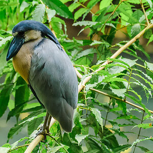 Kahnschnabel - Costa Rica

Ardeidae, Boat-billed Heron, Cochlearius cochlearius, Herons