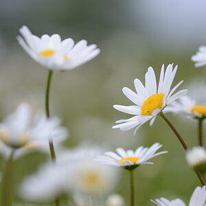 2061024margeriten